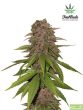 fast-buds-seeds-c4-matic-autoflowering-feminised-cannabis-seeds