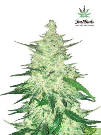 Fast Buds Seeds - CBD Crack Feminised Autoflowering Cannabis Seeds