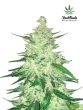 fast-buds-seeds-cbd-crack-autoflowering-feminised-cannabis-seeds