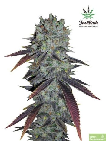 Fast Buds Seeds - Fastberry Feminised Autoflowering Cannabis Seeds