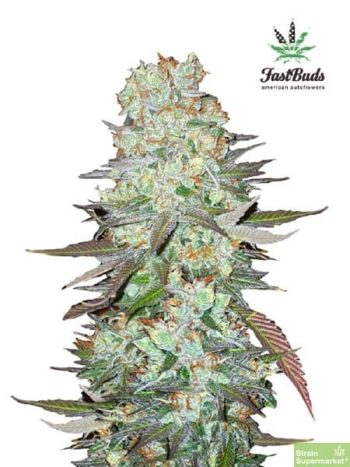Fast Buds Seeds - G14 Feminised Autoflowering Cannabis Seeds