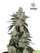 Fast Buds Seeds - Girl Scout Cookies Feminised Autoflowering Cannabis Seeds