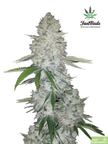 Fast Buds Seeds - Gorilla Glue Auto Feminised Autoflowering Cannabis Seeds
