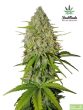Fast Buds Seeds - Grapefruit'matic Feminised Autoflowering Cannabis Seeds