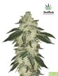 fast-buds-seeds-green-crack-autoflowering-feminised-cannabis-seeds