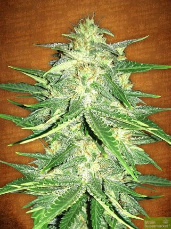 Fast Buds Seeds - Lemon AK Auto Feminised Autoflowering Cannabis Seeds