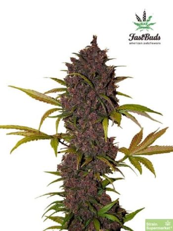 Fast Buds Seeds - LSD-25 Feminised Autoflowering Cannabis Seeds
