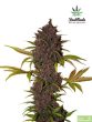 fast-buds-seeds-lsd-25-autoflowering-feminised-cannabis-seeds