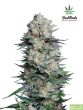 Fast Buds Seeds - Mexican Airlines Feminised Autoflowering Cannabis Seeds