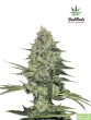 Fast Buds Seeds - Rhino Ryder Feminised Autoflowering Cannabis Seeds