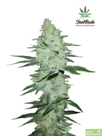 Fast Buds Seeds - Six Shooter Feminised Autoflowering Cannabis Seeds