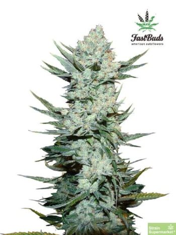 Fast Buds Seeds - Tangie'matic Feminised Autoflowering Cannabis Seeds