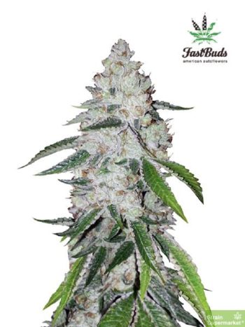 Fast Buds Seeds - West Coast OG Feminised Autoflowering Cannabis Seeds