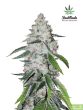 fast-buds-seeds-west-coast-og-autoflowering-feminised-cannabis-seeds