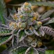 girl-scout-cookies-5-feminised-seeds-special-offer-2