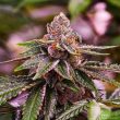 girl-scout-cookies-5-feminised-seeds-special-offer-2