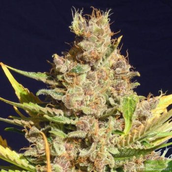 Original Sensible Seed Company - Alien Gorilla Feminised Cannabis Seeds