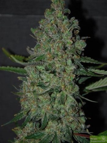 Original Sensible Seed Company - Chronic Lights Feminised Cannabis Seeds