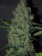 original-sensible-seeds-chronic-lights-feminised-cannabis-seeds