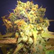 Original Sensible Seed Company - Dr Bruce Banner Feminised Cannabis Seeds