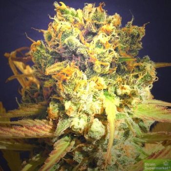 Original Sensible Seed Company - Dr Bruce Banner Feminised Cannabis Seeds