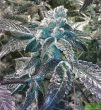 Original Sensible Seed Company - Girl Scout Cookies Feminised Cannabis Seeds