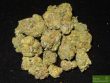 gelato-feminised-cannabis-seeds