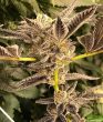 gelato-feminised-cannabis-seeds