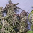 grapefruit-feminised-cannabis-seeds