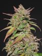 fast-buds-smoothie-autoflowering-auto-cannabis-seeds-fem-weed-cannabisseeds-ganja-pot-easy-grow-bud-fast-main