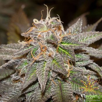 Flavour Chasers - Sherblato Feminised Cannabis Seeds