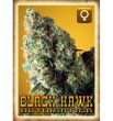 Rockwell Seeds - Black Hawk Auto - Autoflowering Feminized Cannabis Seeds