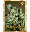 Rockwell Seeds - Cannape Auto - Autoflowering Feminized Cannabis Seeds