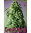 rockwell-seeds-critical-shock-feminized-cannabis-seeds