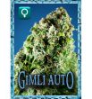 rockwell-seeds-gimli-auto-autoflowering-feminized-cannabis-seeds