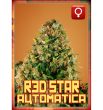 Rockwell Seeds - Red Star Auto - Autoflowering Feminized Cannabis Seeds