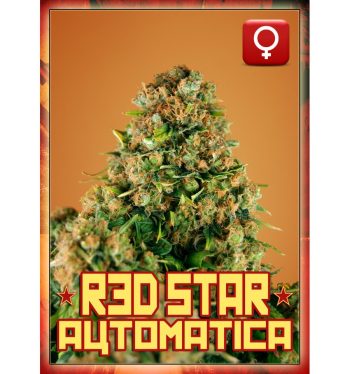 Rockwell Seeds - Red Star Auto - Autoflowering Feminized Cannabis Seeds