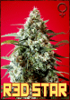 Rockwell Seeds - Red Star - Feminized Cannabis Seeds