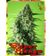Rockwell Seeds - Super Mango - Feminized Cannabis Seeds