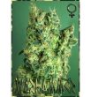 Rockwell Seeds - Warhammer - Feminized Cannabis Seeds