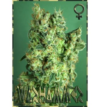 Rockwell Seeds - Warhammer - Feminized Cannabis Seeds
