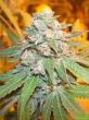 Canadian Cheese - 5 Feminised Cannabis Seeds