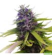 critical-x-blueberry-5-feminized-cannabis-seeds