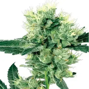 stardawg strain feminized marijuana seeds