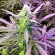 flavour-gang-auto-girl-scout-cookies-autoflowering-feminized-cannabis-seeds