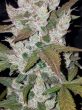 Flavour Gang - Auto Girl Scout Cookies - Autoflowering Feminized Cannabis Seeds