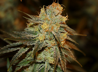 Flavour Gang – Bruce Banner – Feminized Cannabis Seeds ...