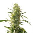 Flavour Gang - Girl Scout Cookies - Feminized Cannabis Seeds
