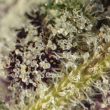 pink-panties-seeds-strain