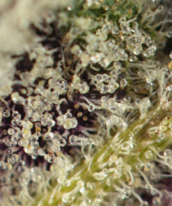 pink panties strain seeds pink panties seeds macro shot